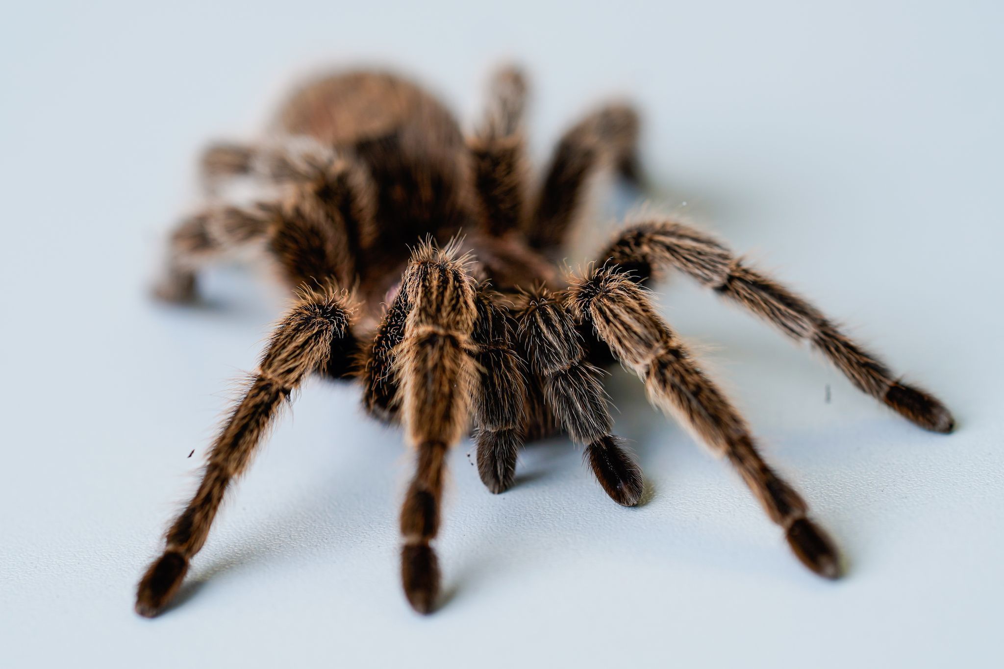 Vogelspinne
