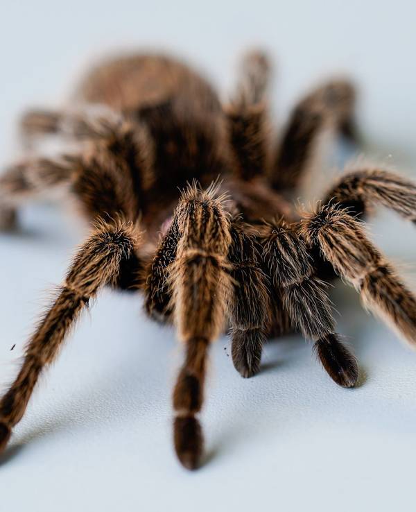 Vogelspinne