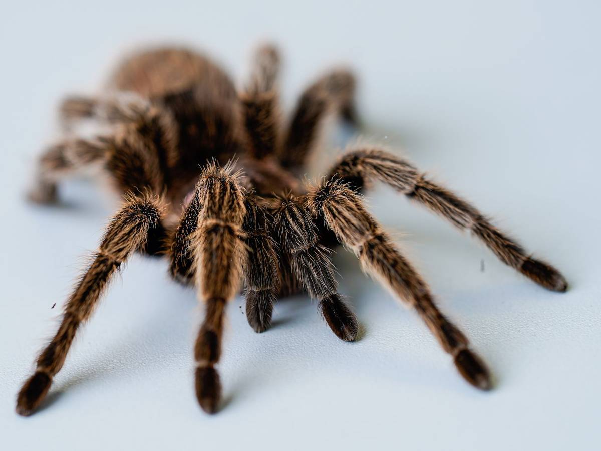 Vogelspinne