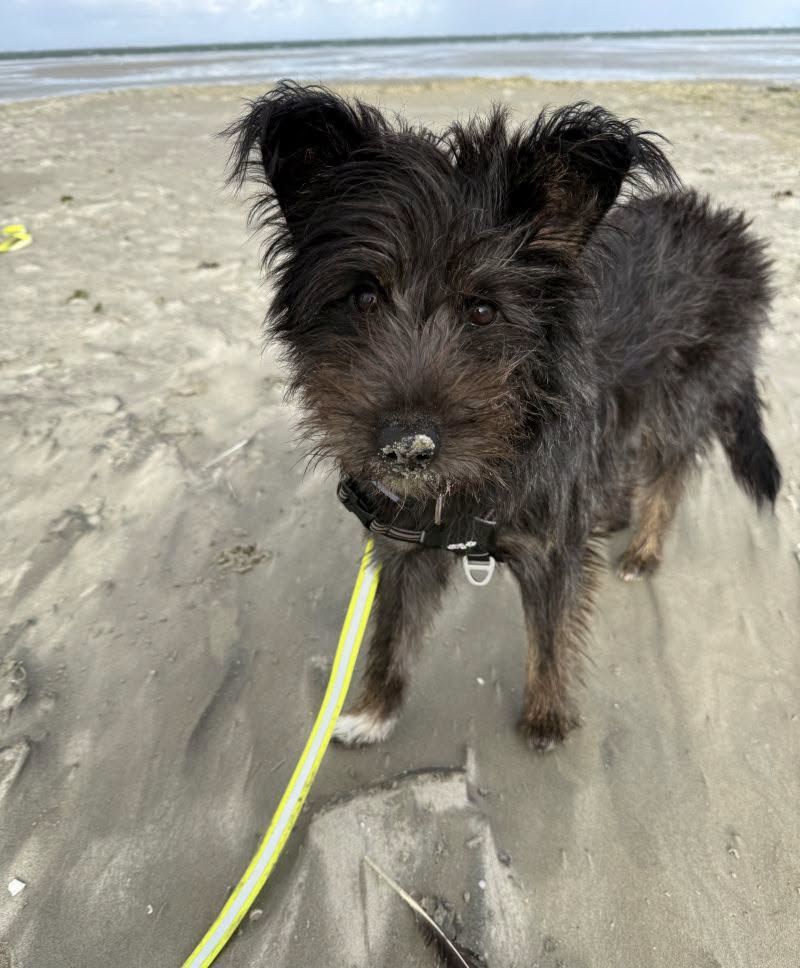 Ein Hund steht am Strand mit Sand an der Nase.