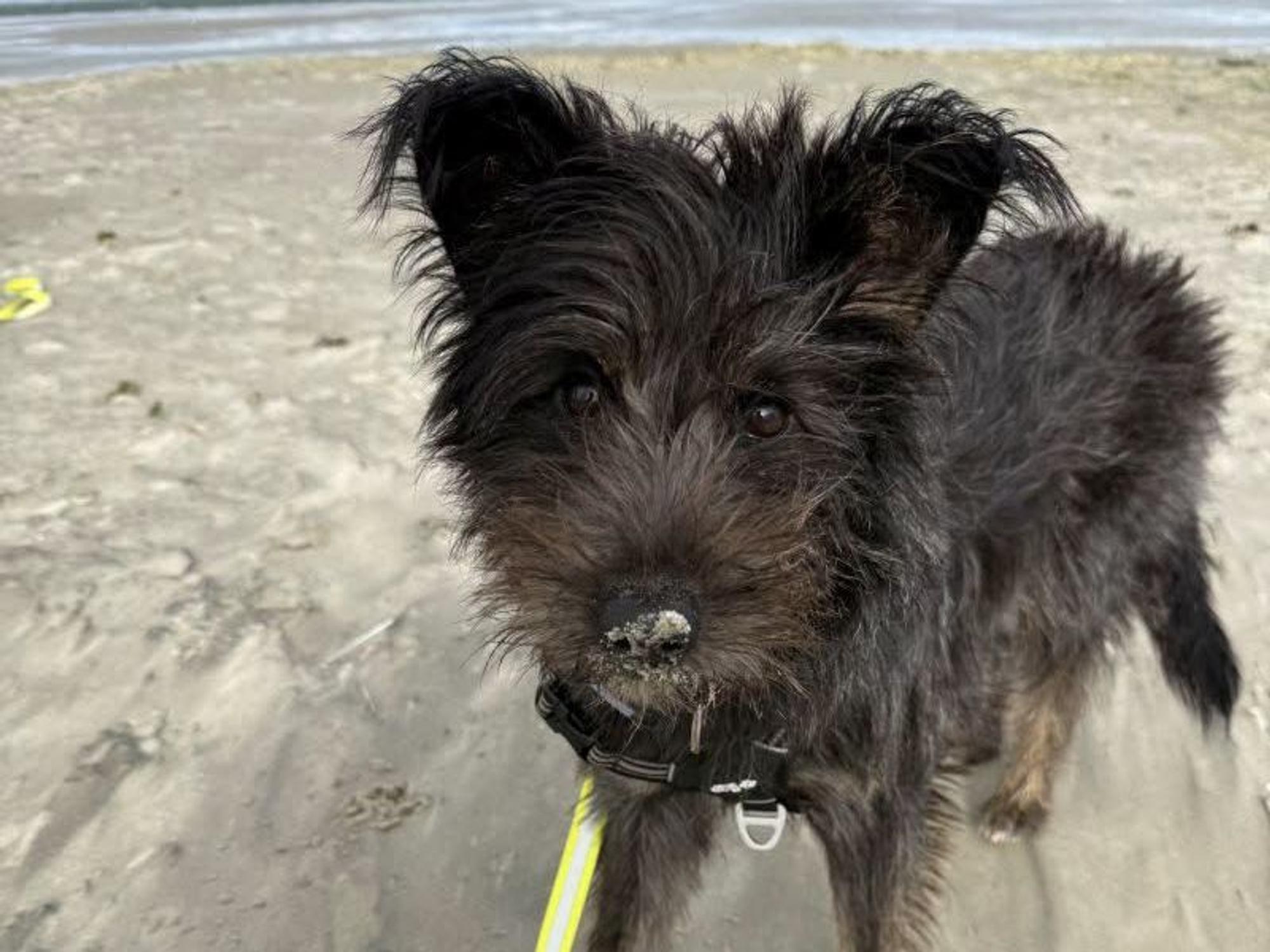 Ein Hund steht am Strand mit Sand an der Nase.