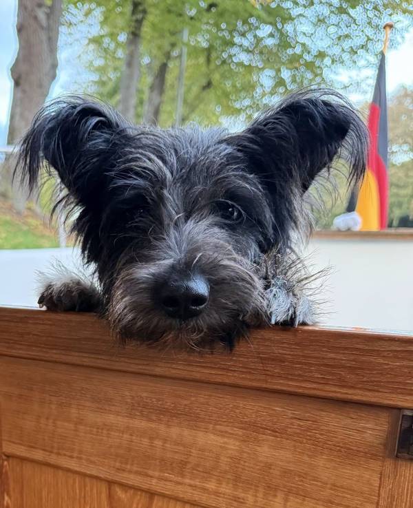 Hündin Nanni guckt über eine Holzbarriere.