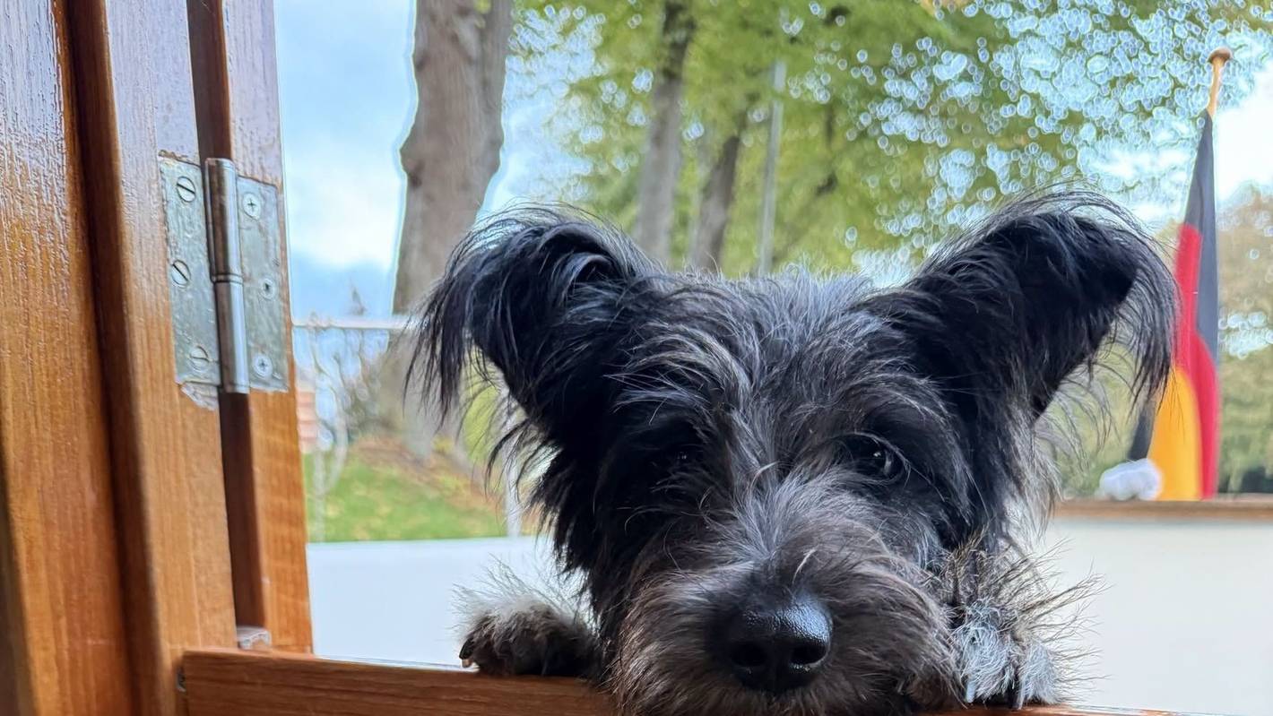 Hündin Nanni guckt über eine Holzbarriere.