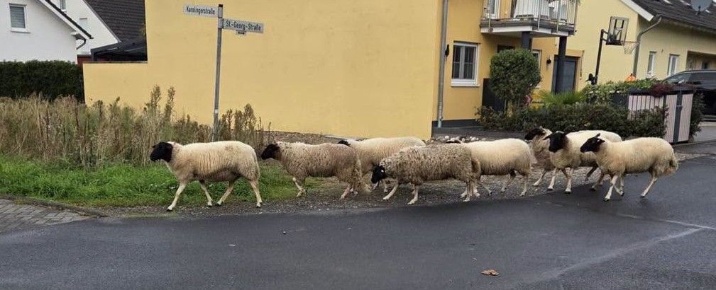 Acht Schafe laufen eine Straße entlang.