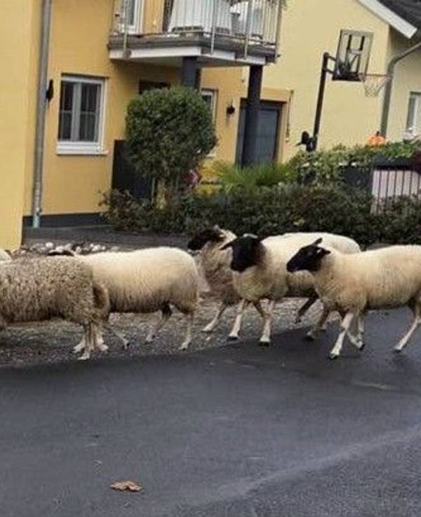 Acht Schafe laufen eine Straße entlang.