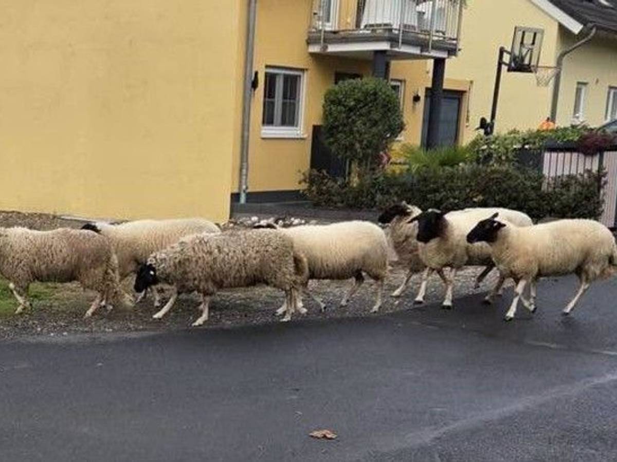 Acht Schafe laufen eine Straße entlang.