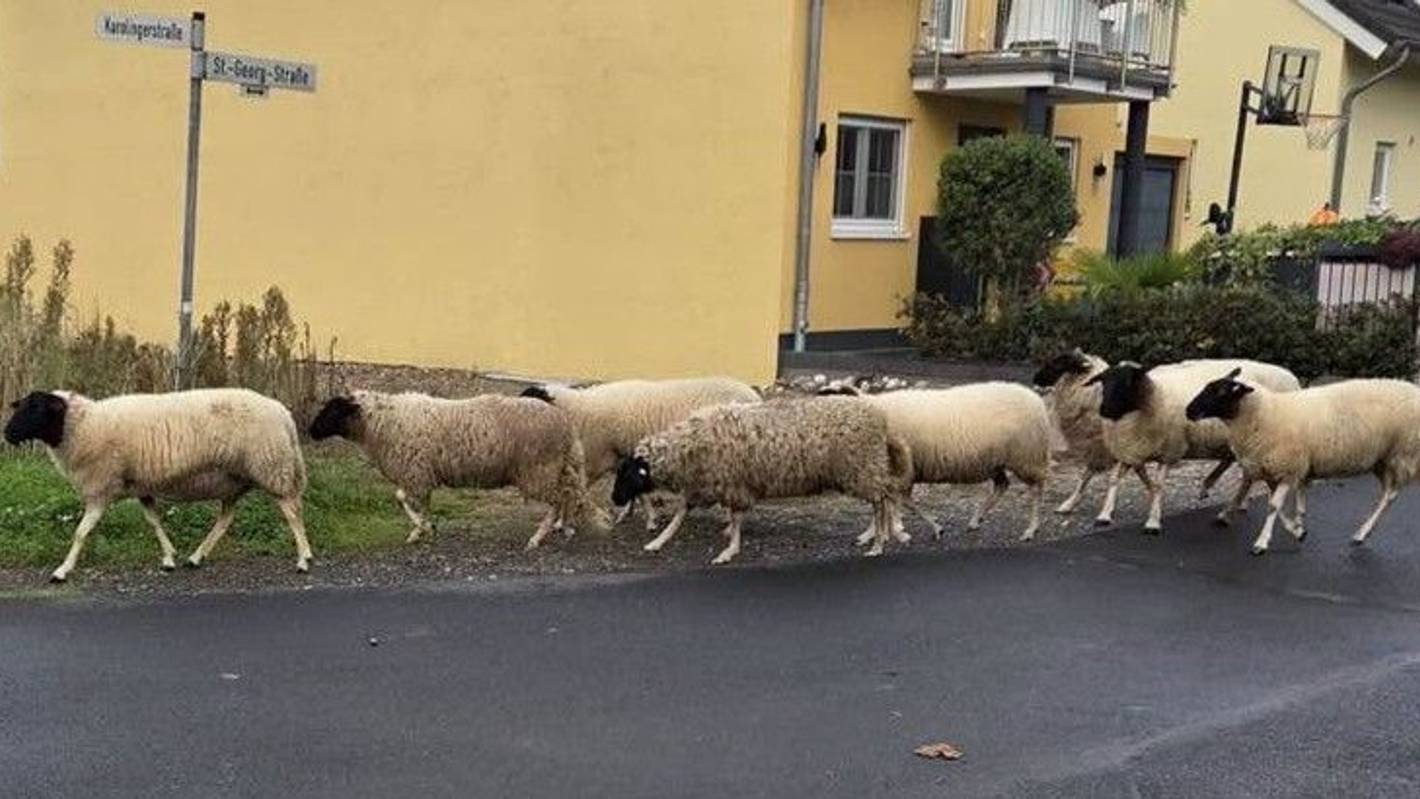 Acht Schafe laufen eine Straße entlang.
