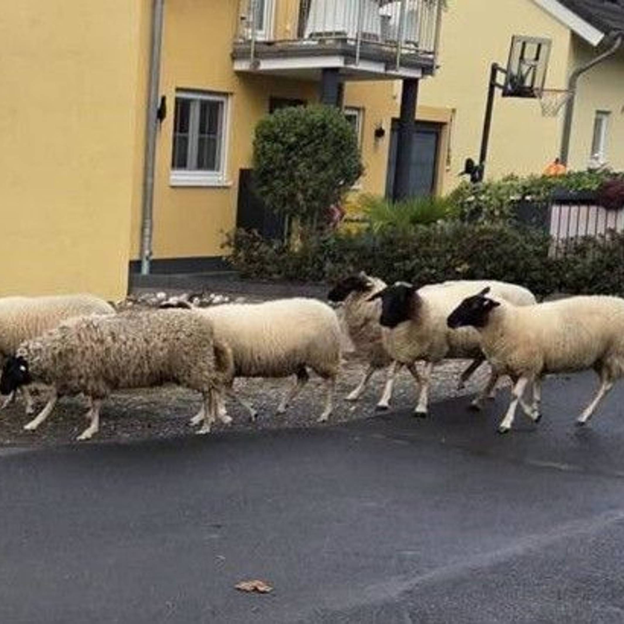 Acht Schafe laufen eine Straße entlang.