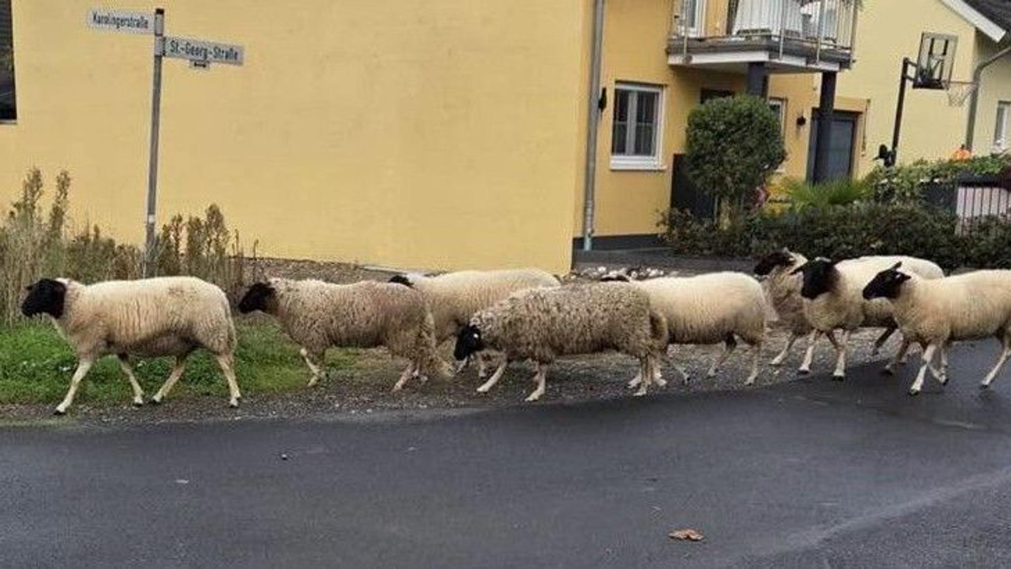 Acht Schafe laufen eine Straße entlang.