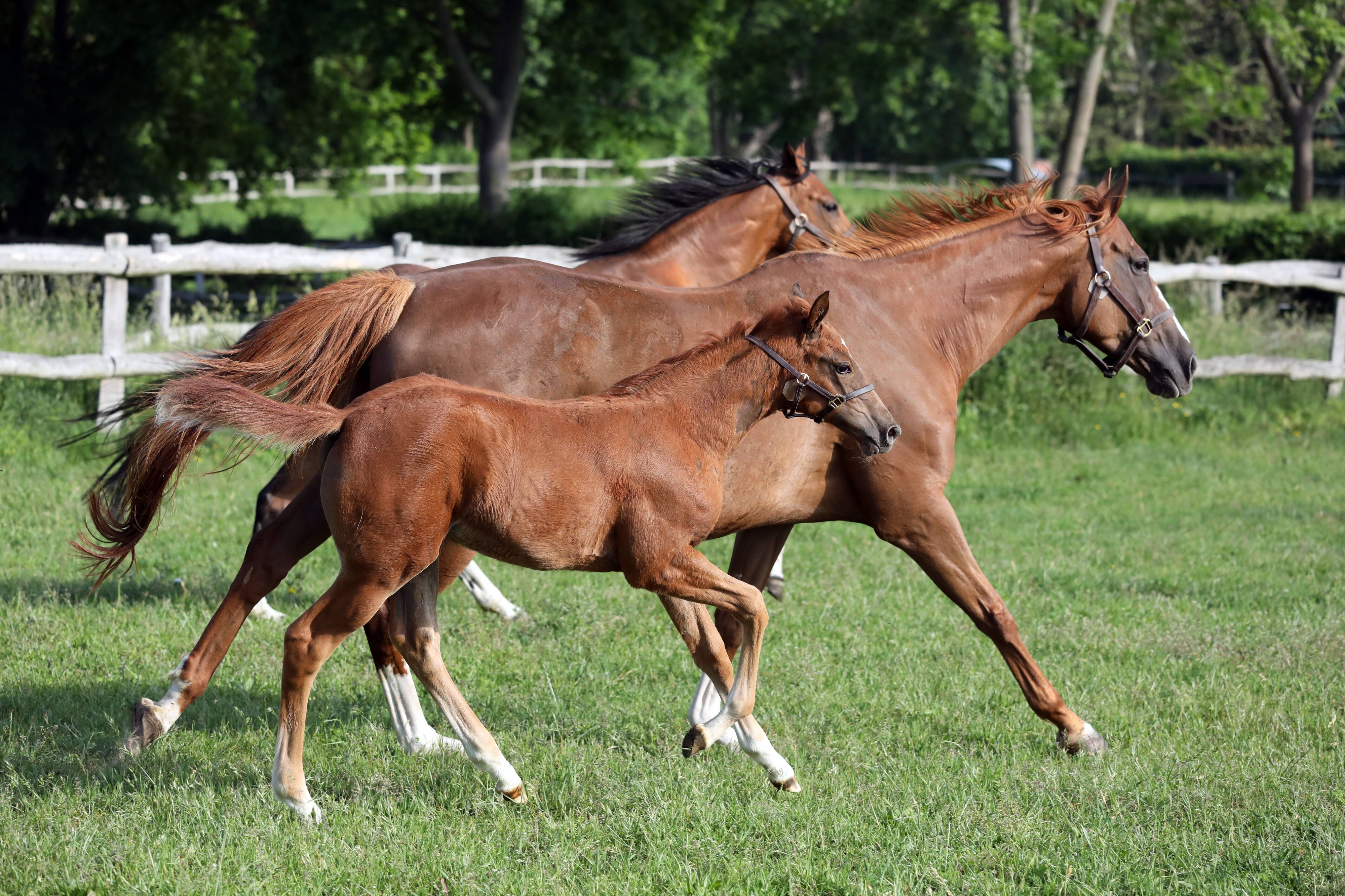 Pferde im Galopp auf Weide.