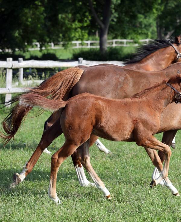 Pferde im Galopp auf Weide.