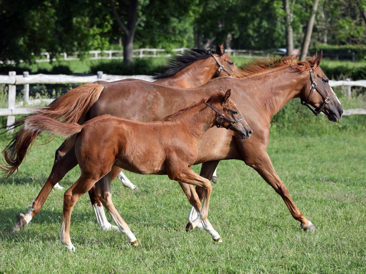 Pferde im Galopp auf Weide.