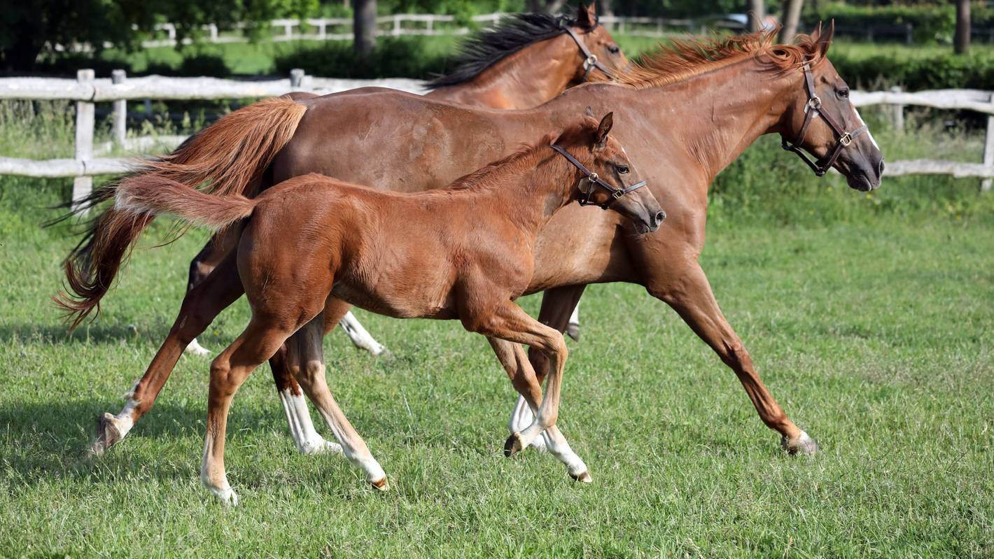 Pferde im Galopp auf Weide.