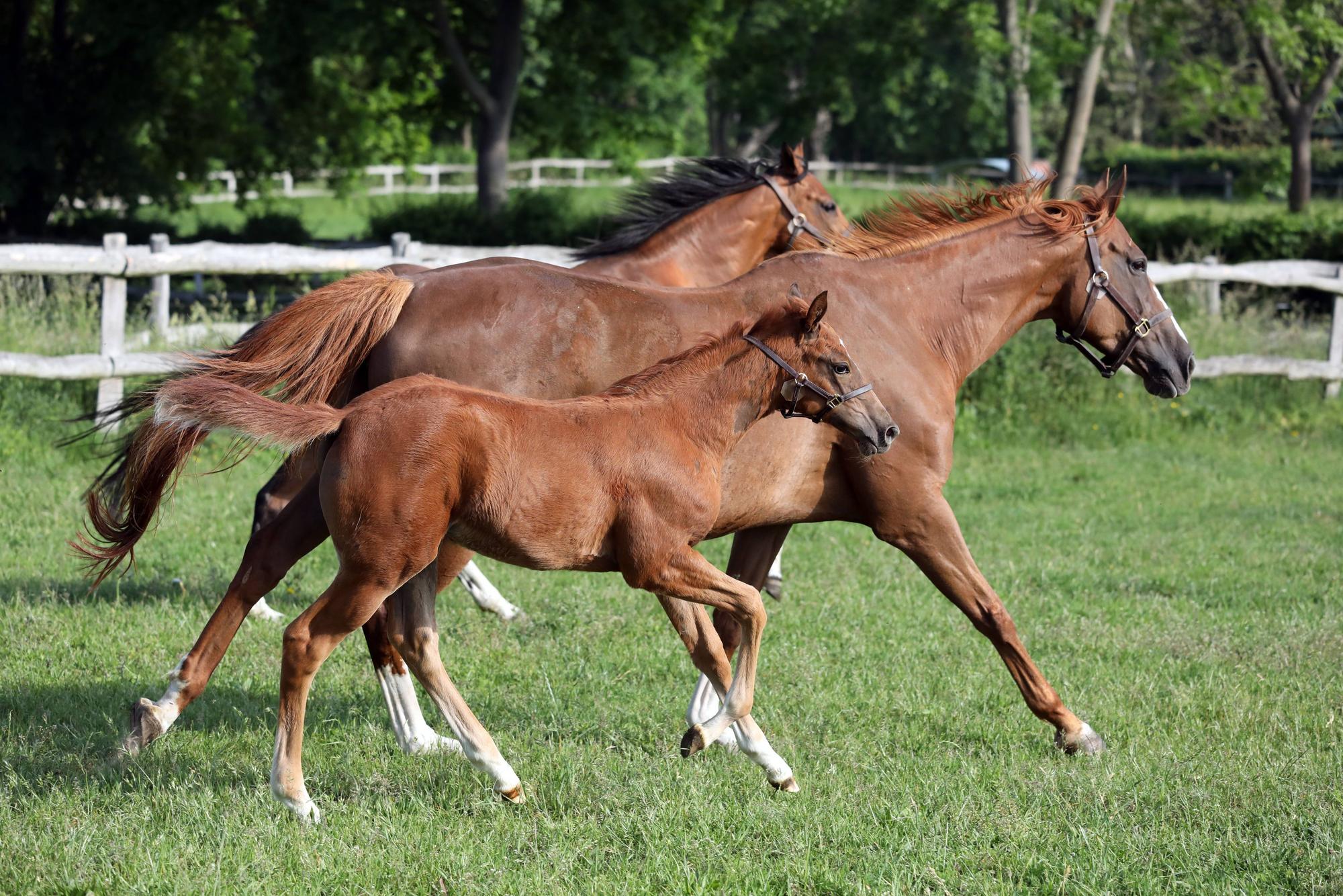 Pferde im Galopp auf Weide.