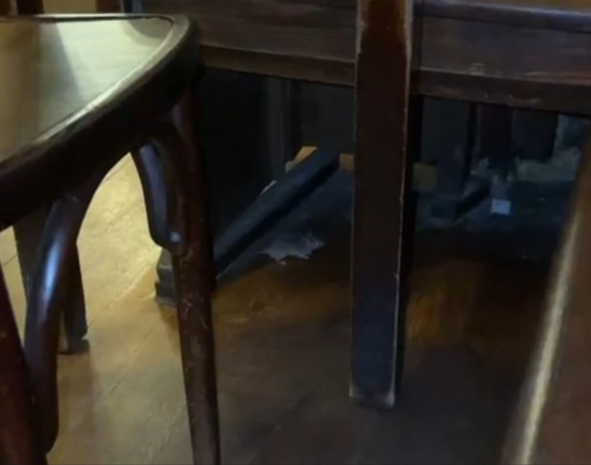 Maus im Brauhaus