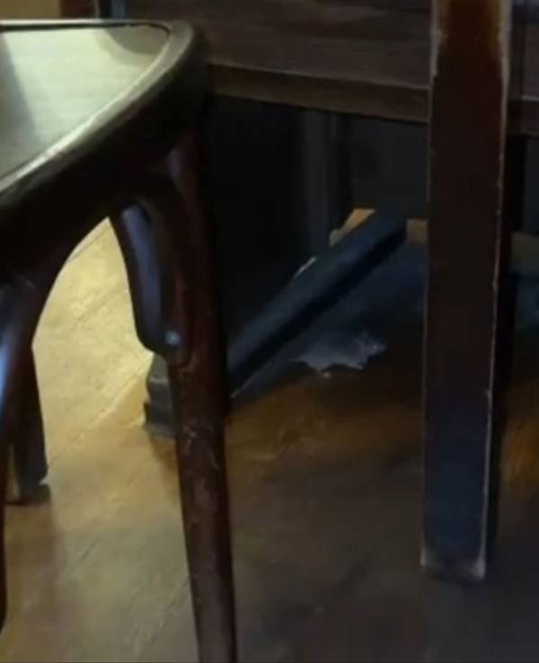 Maus im Brauhaus