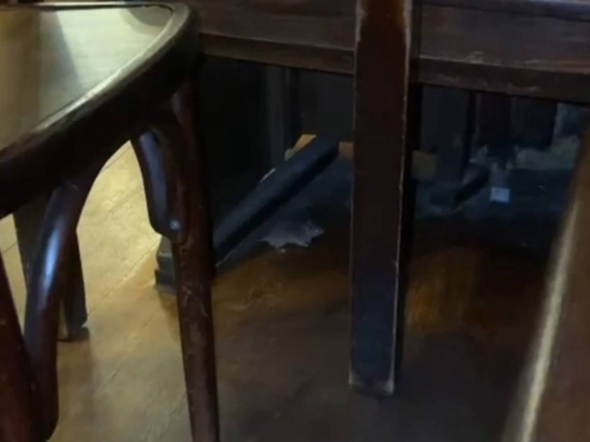 Maus im Brauhaus