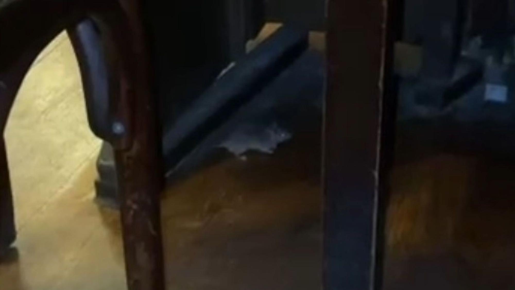 Maus im Brauhaus