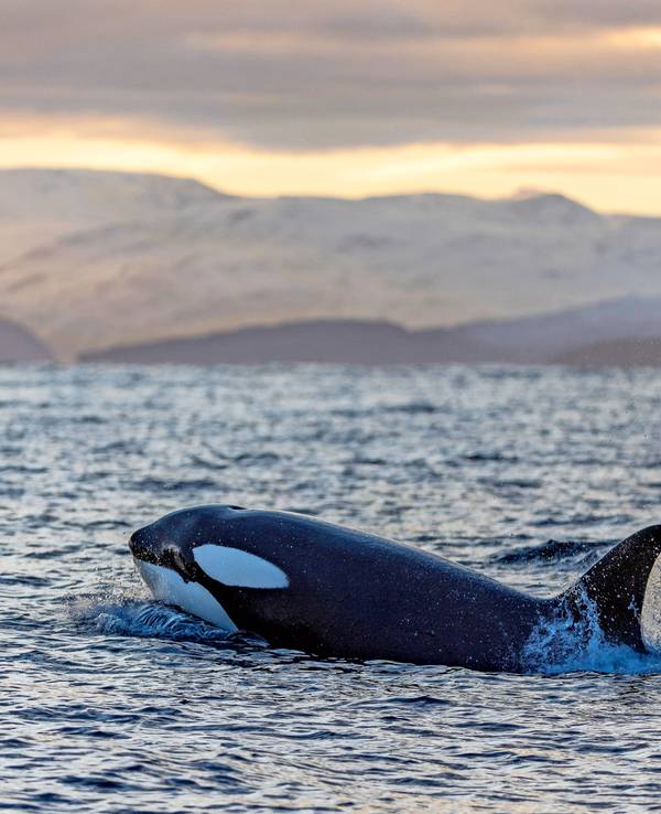Ein Killerwal schwimmt vor der Küste Norwegens.