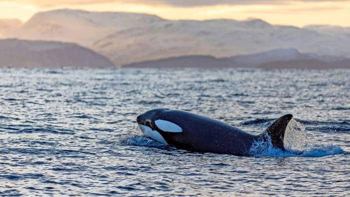 Ein Killerwal schwimmt vor der Küste Norwegens.