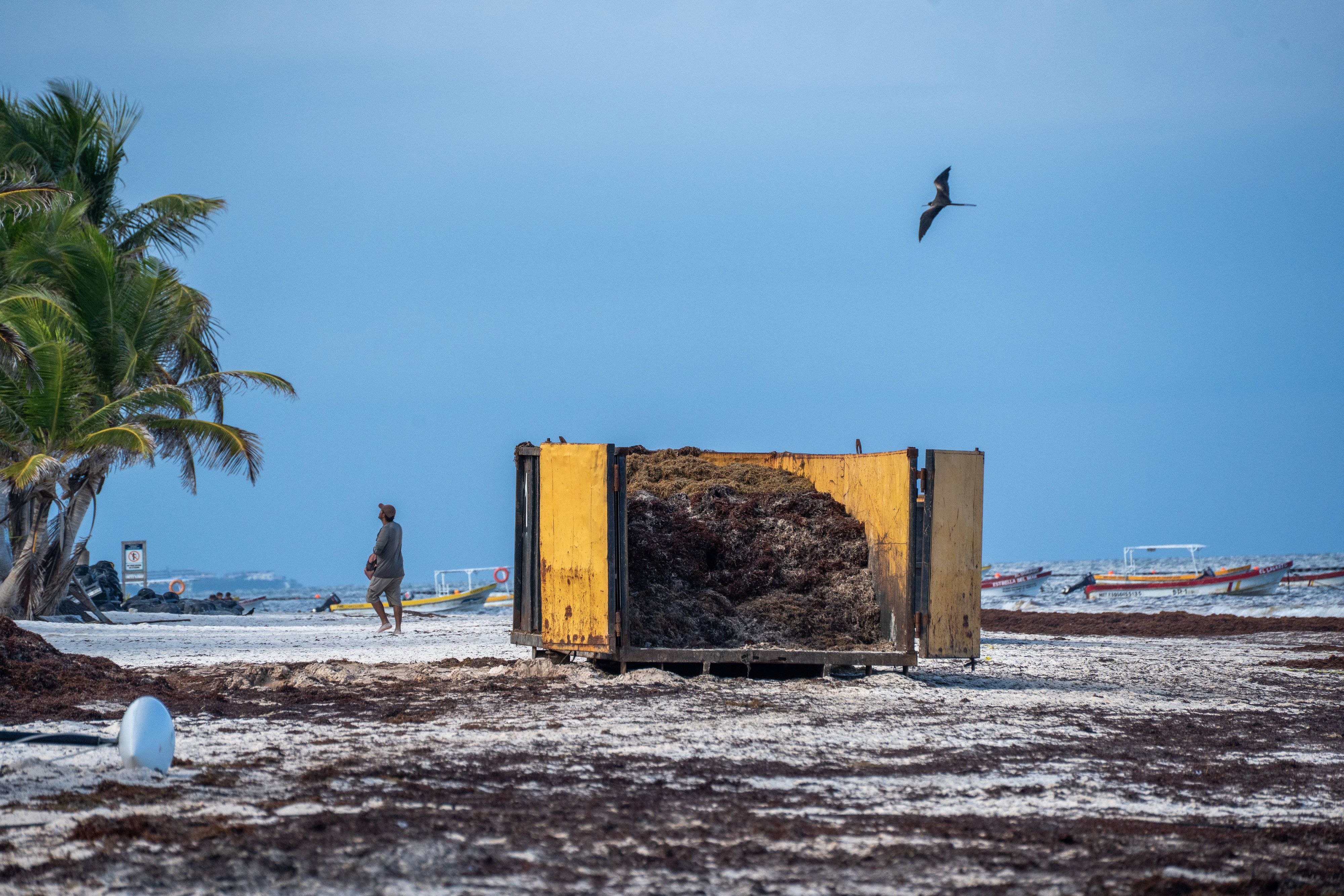 Der Strand von Tulum ohne Touristen und dafür mit vielen Braunalgen.