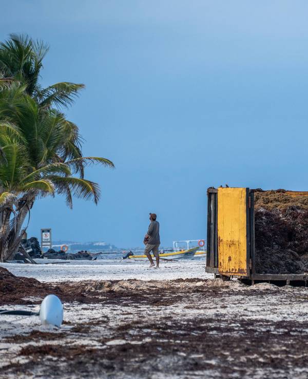 Der Strand von Tulum ohne Touristen und dafür mit vielen Braunalgen.