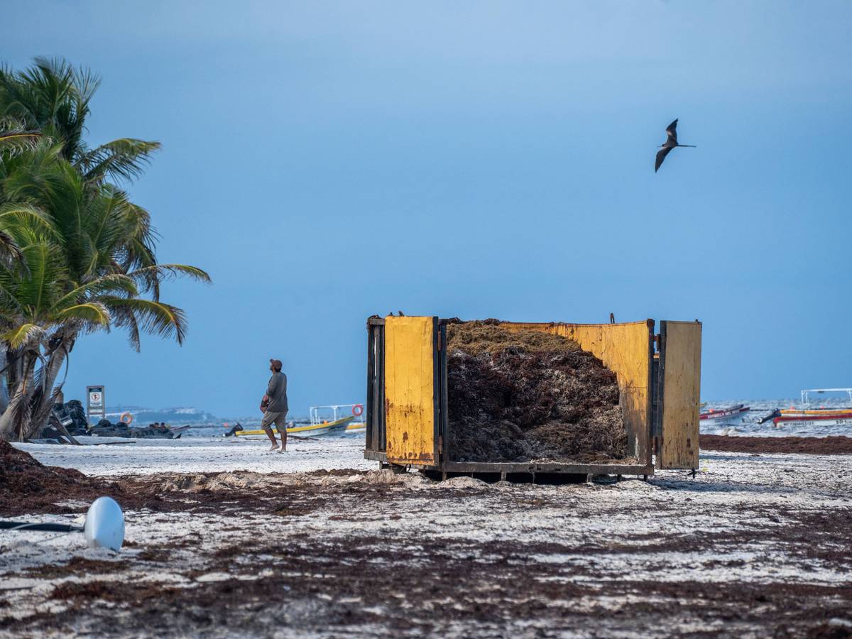 Der Strand von Tulum ohne Touristen und dafür mit vielen Braunalgen.