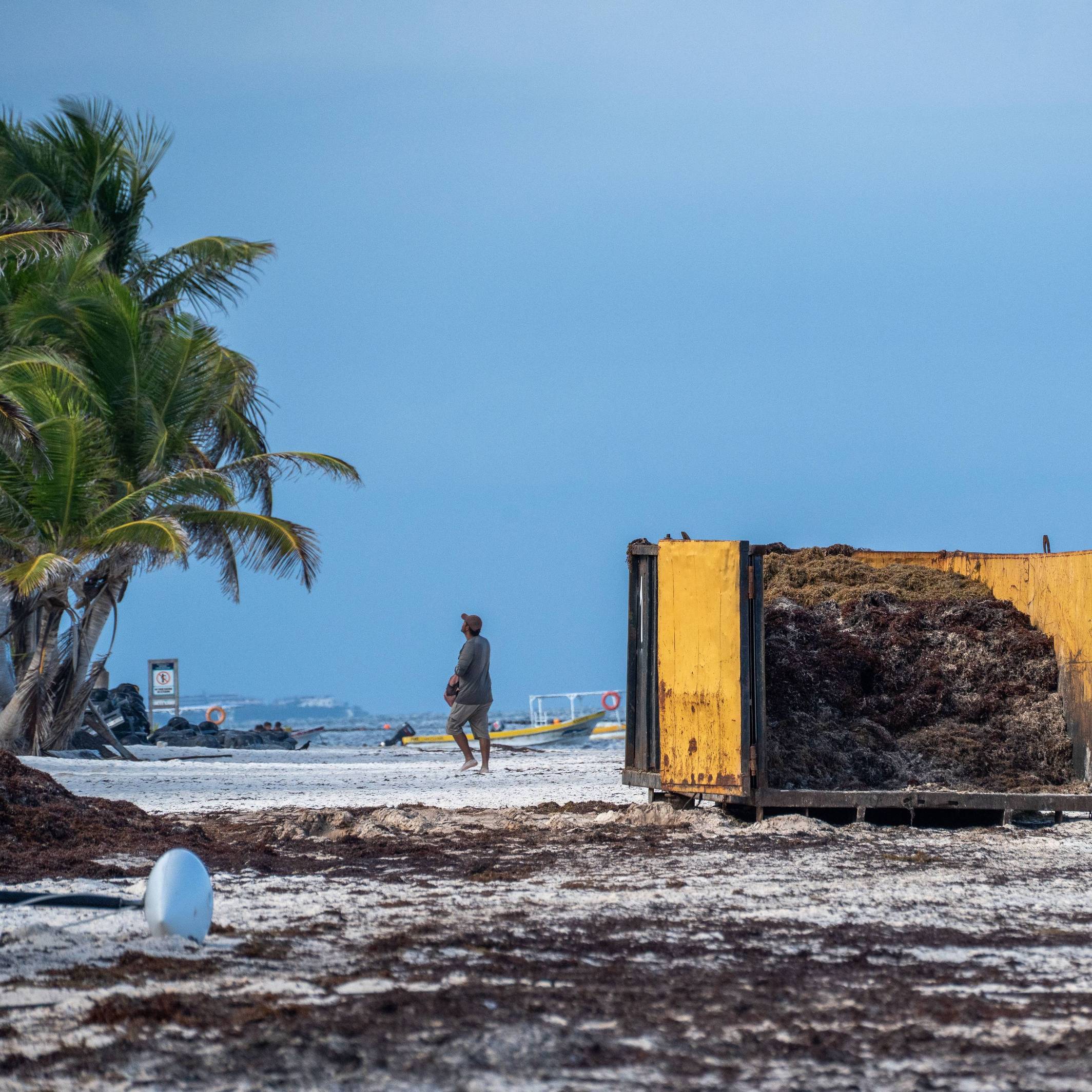Der Strand von Tulum ohne Touristen und dafür mit vielen Braunalgen.