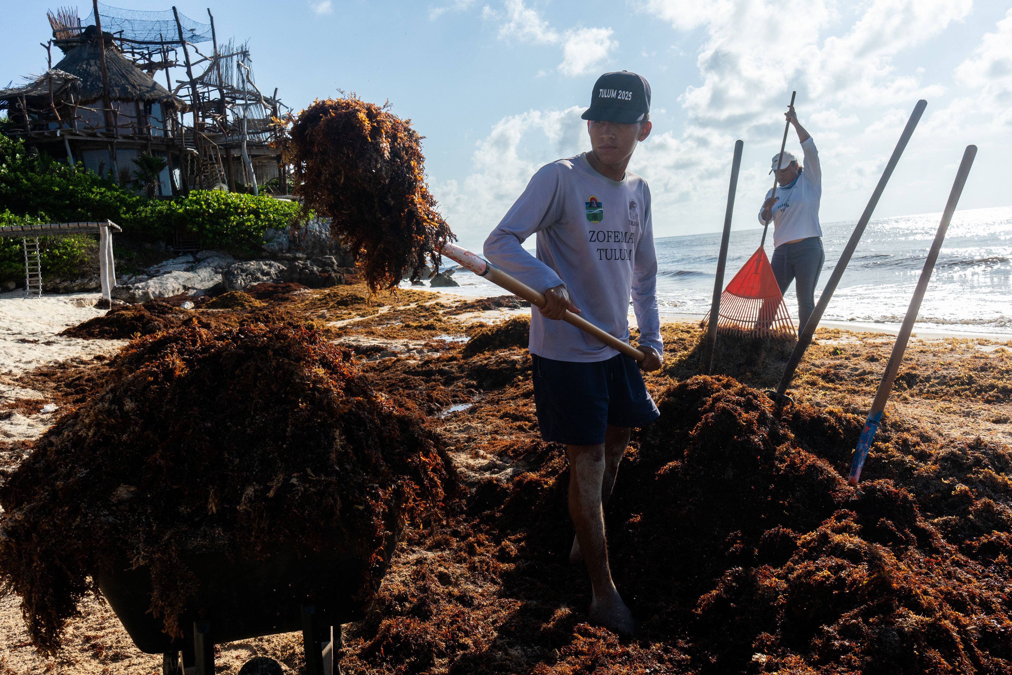 Arbeiter schaufeln Braunalgen vom Strand weg.
