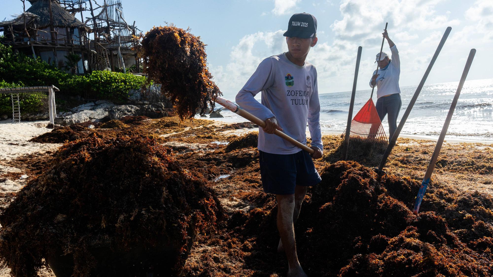 Arbeiter schaufeln Braunalgen vom Strand weg.