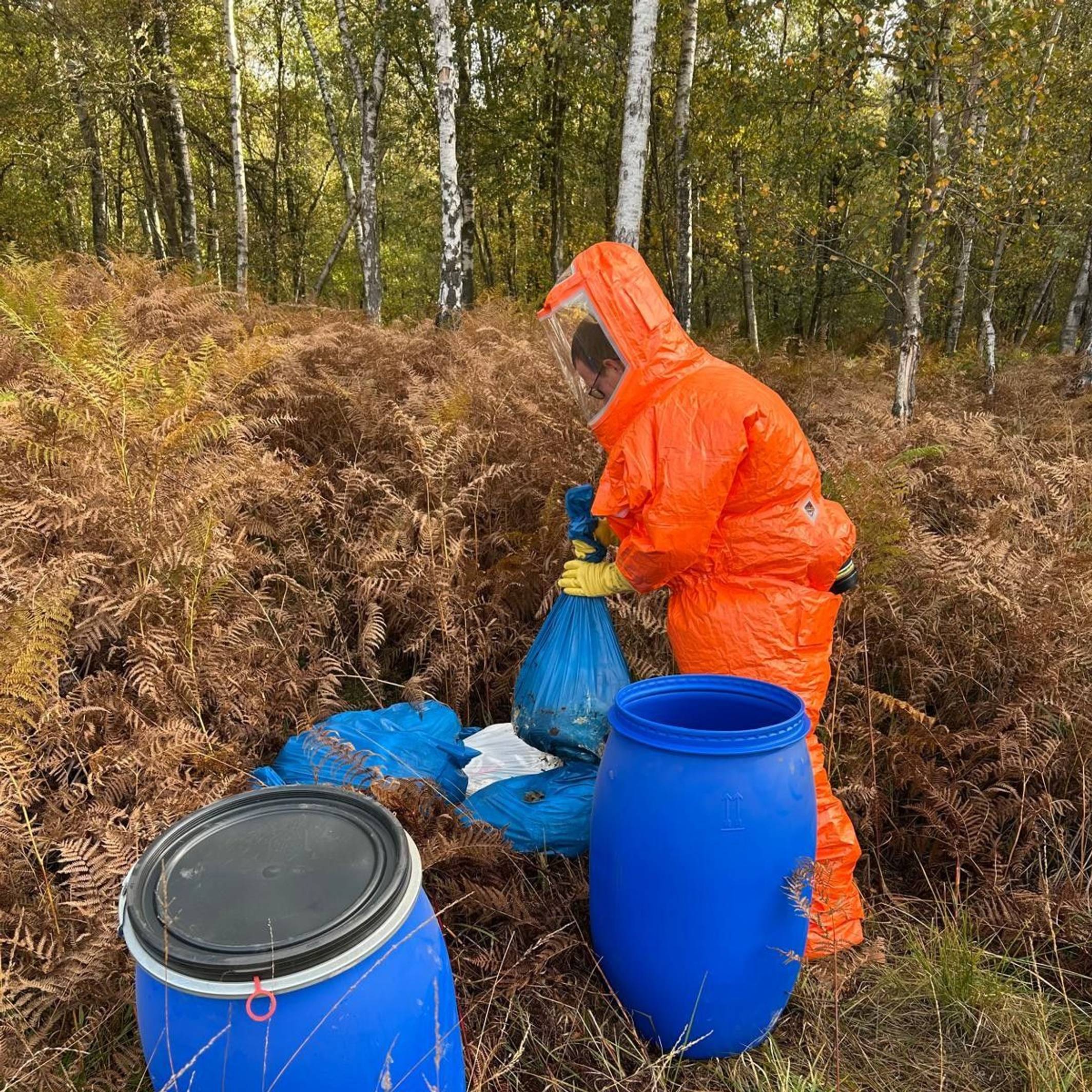 Ein Mann im orangen Schutzanzug entsorgt die Schlachtabfälle in Plastiksäcken.