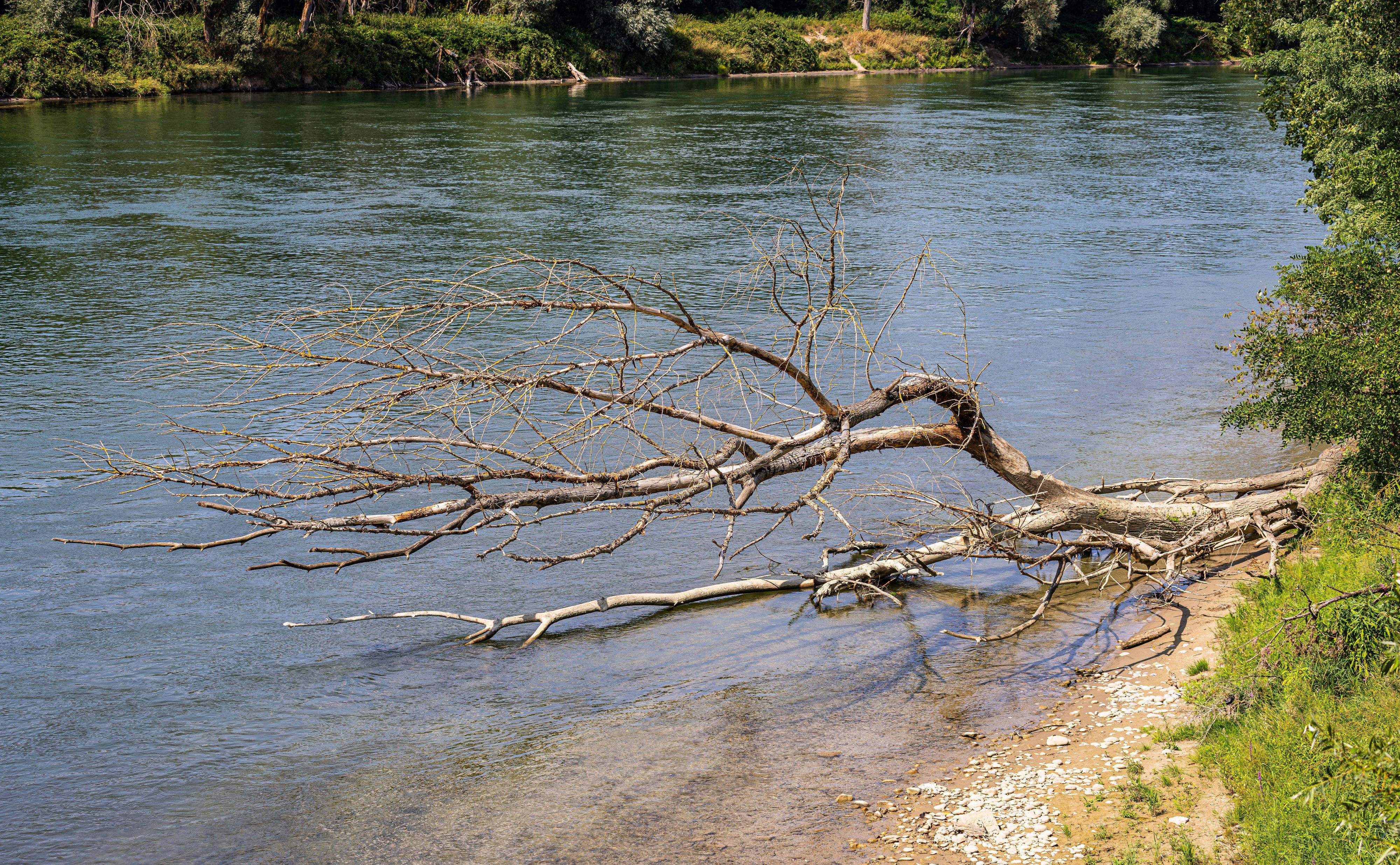 Treibholz und ein umgestürzter Baum am Flussufer des Rheins. Nahe der deutschen Grenze wurden am und im Rhein Leichenteile gefunden. (Symbolfoto)