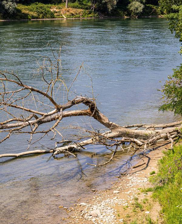 Treibholz und ein umgestürzter Baum am Flussufer des Rheins. Nahe der deutschen Grenze wurden am und im Rhein Leichenteile gefunden. (Symbolfoto)