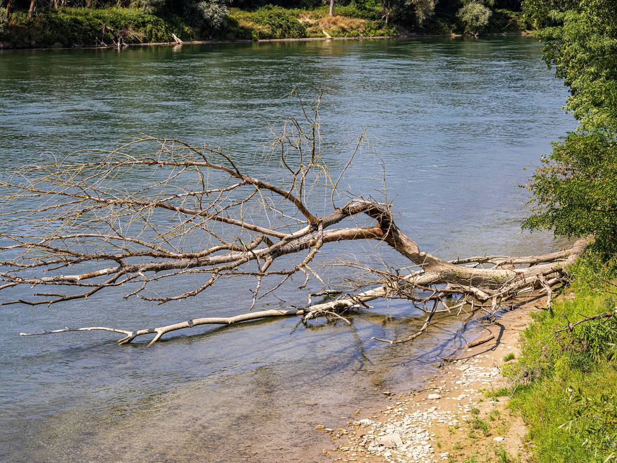 Treibholz und ein umgestürzter Baum am Flussufer des Rheins. Nahe der deutschen Grenze wurden am und im Rhein Leichenteile gefunden. (Symbolfoto)