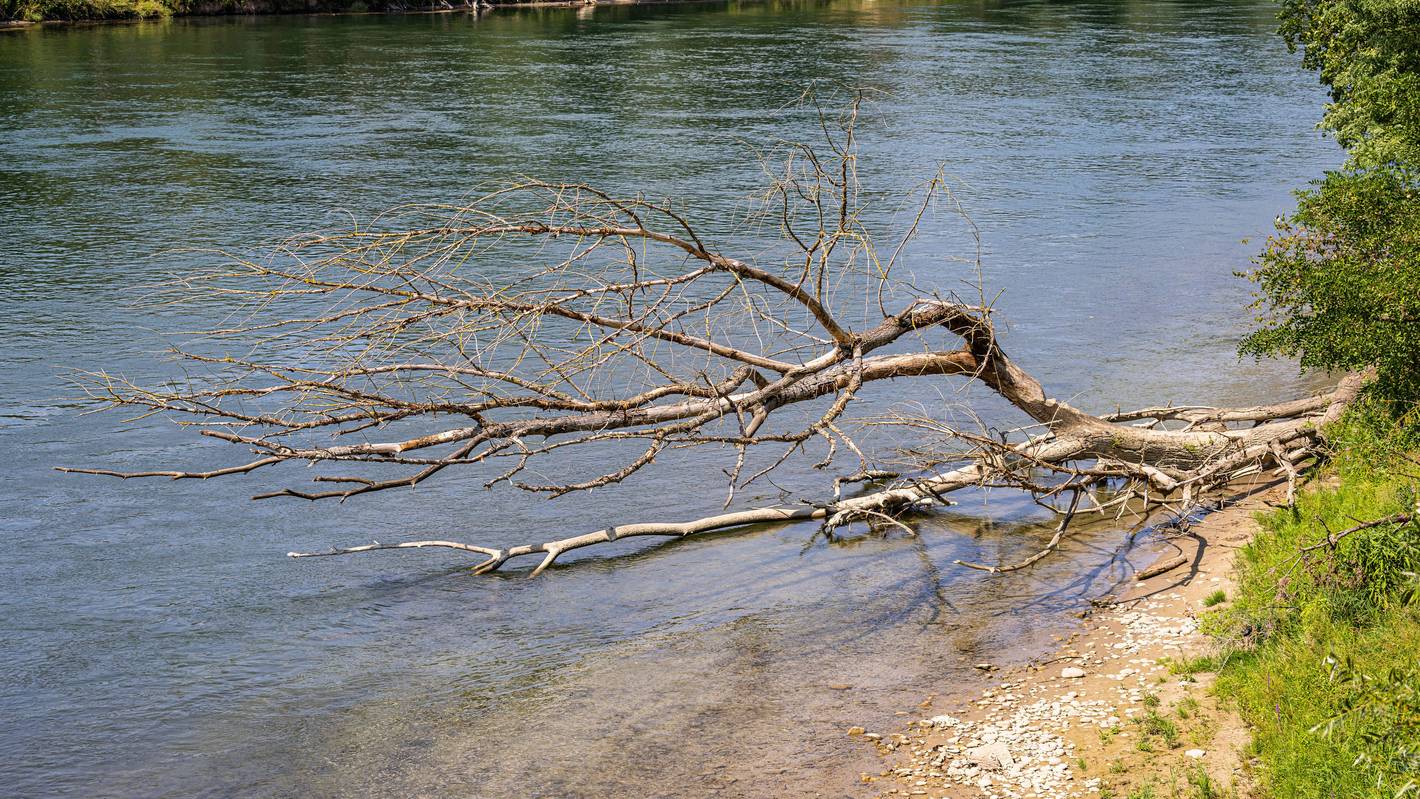 Treibholz und ein umgestürzter Baum am Flussufer des Rheins. Nahe der deutschen Grenze wurden am und im Rhein Leichenteile gefunden. (Symbolfoto)