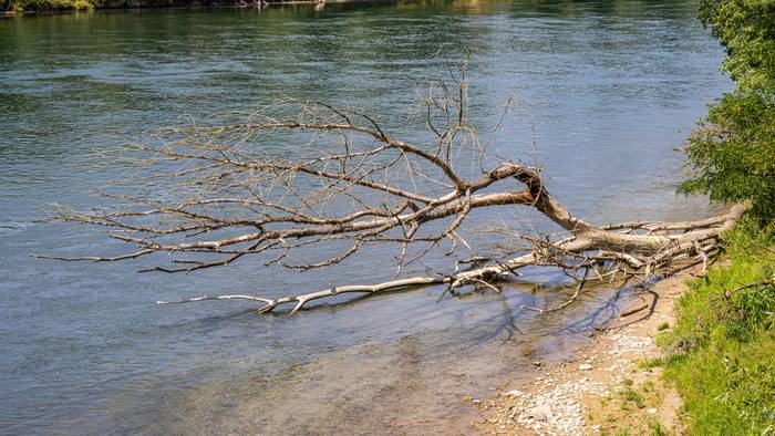 Treibholz und ein umgestürzter Baum am Flussufer des Rheins. Nahe der deutschen Grenze wurden am und im Rhein Leichenteile gefunden. (Symbolfoto)