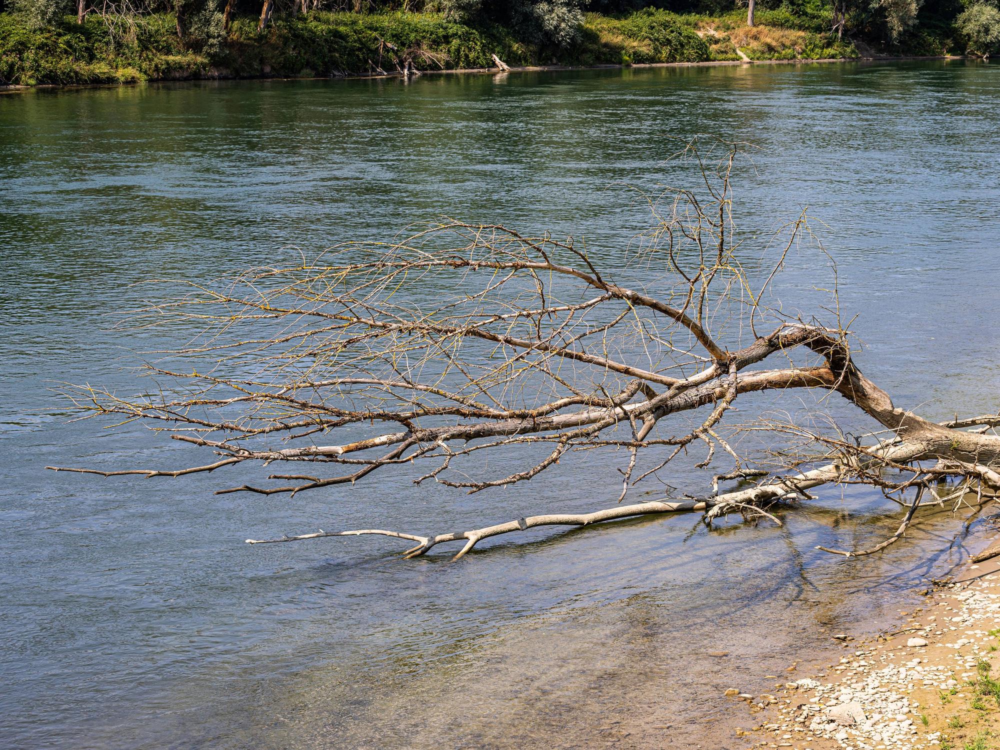 Treibholz und ein umgestürzter Baum am Flussufer des Rheins. Nahe der deutschen Grenze wurden am und im Rhein Leichenteile gefunden. (Symbolfoto)