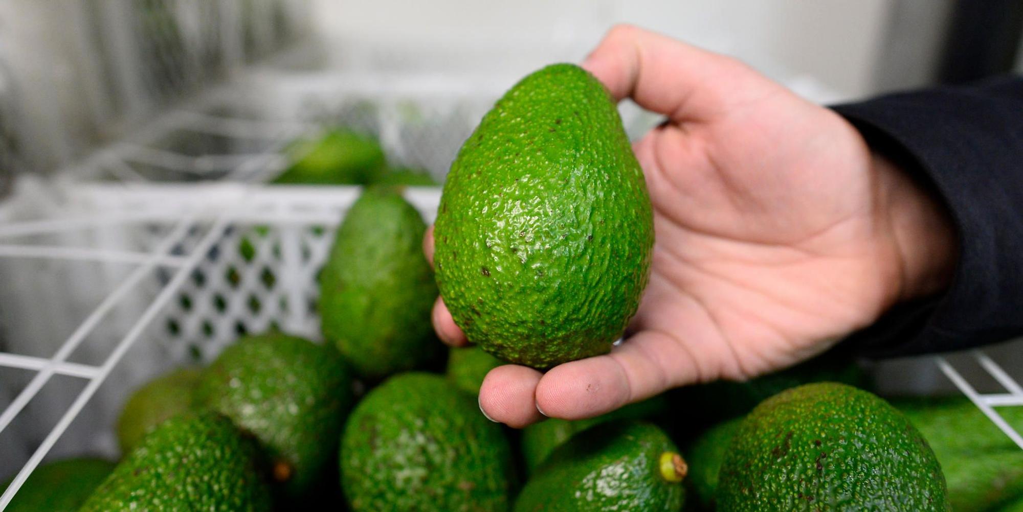 Avocado_190521