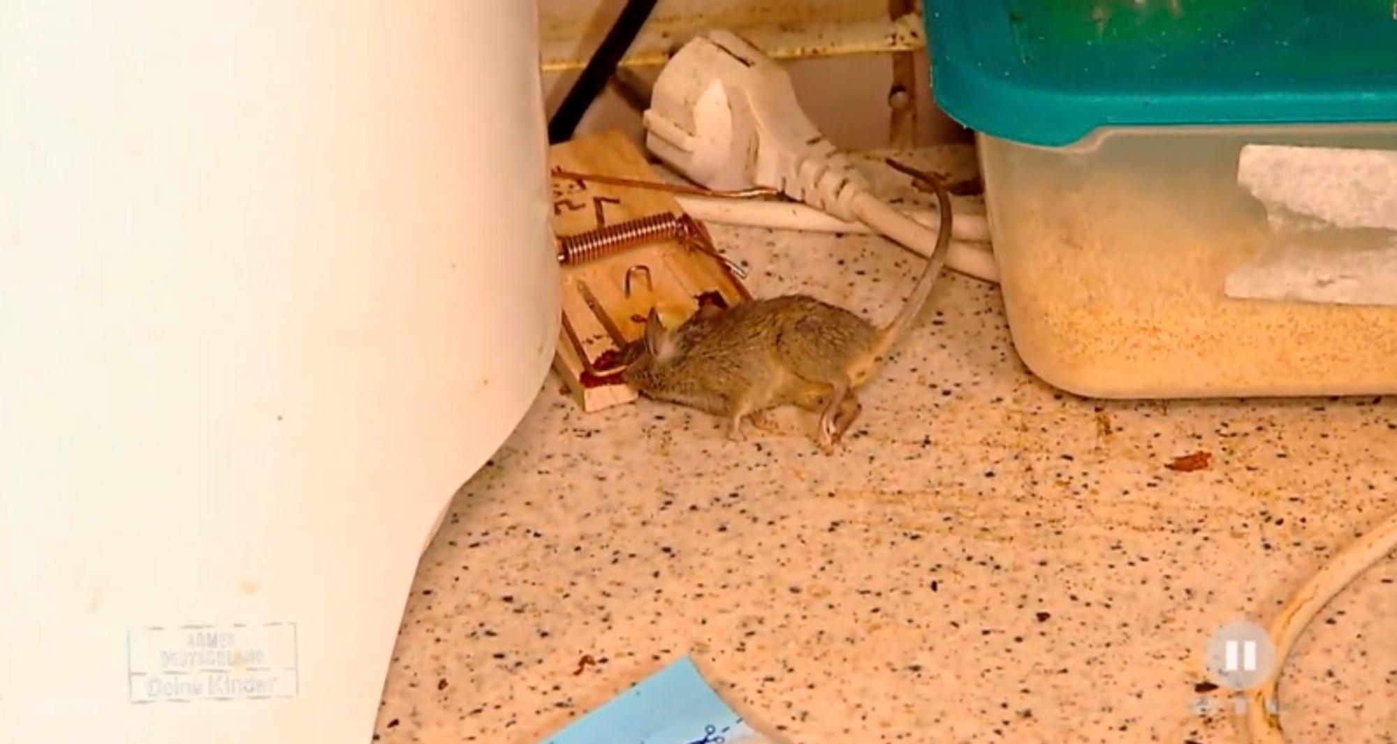 tote maus in der küche