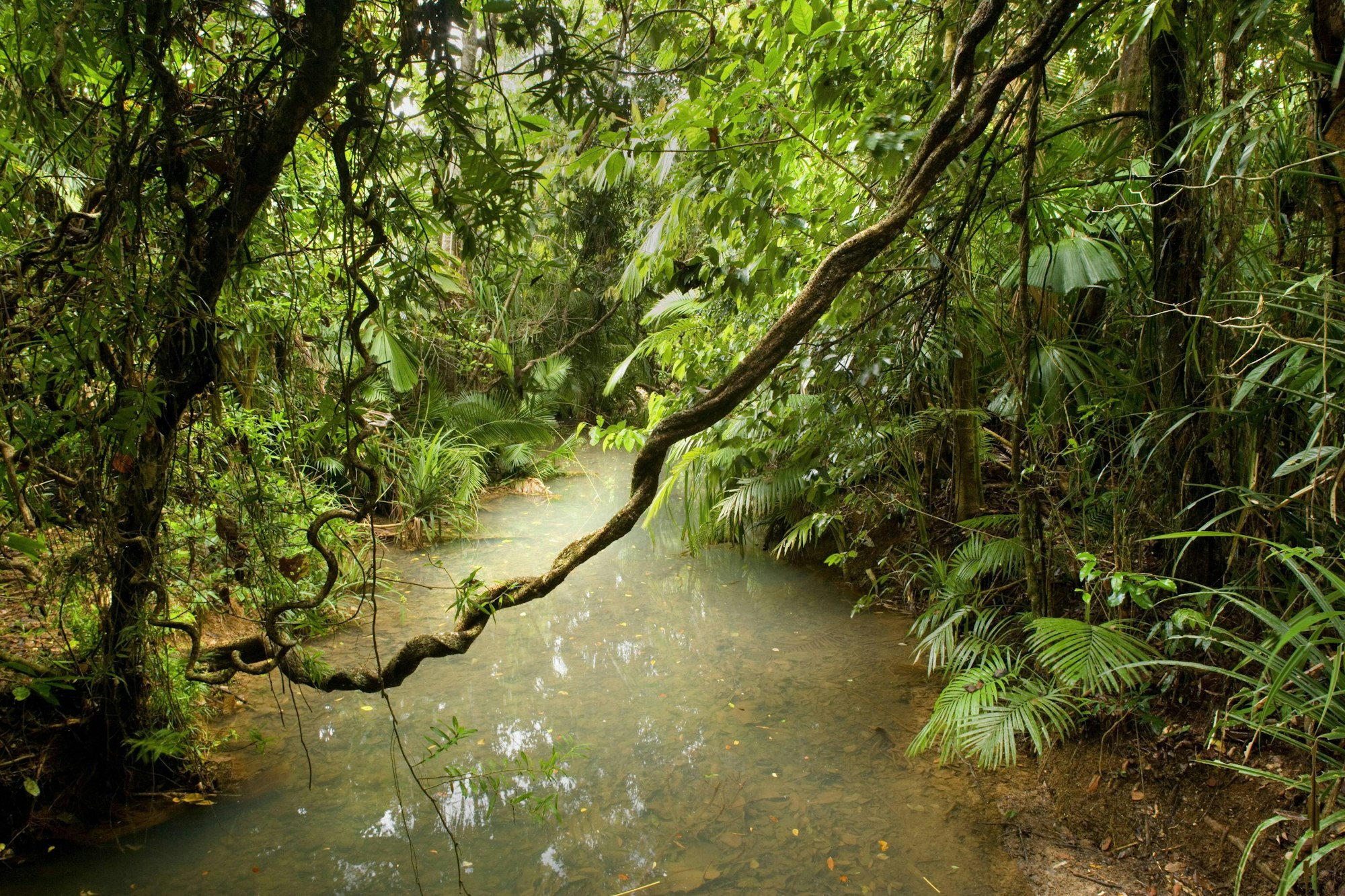 wooroonooran_range_imago