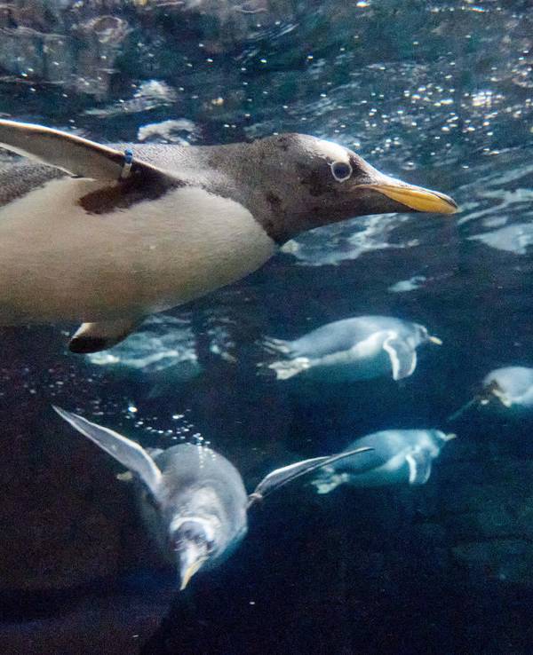 Eselspinguin_Tierpark_Hagenbeck