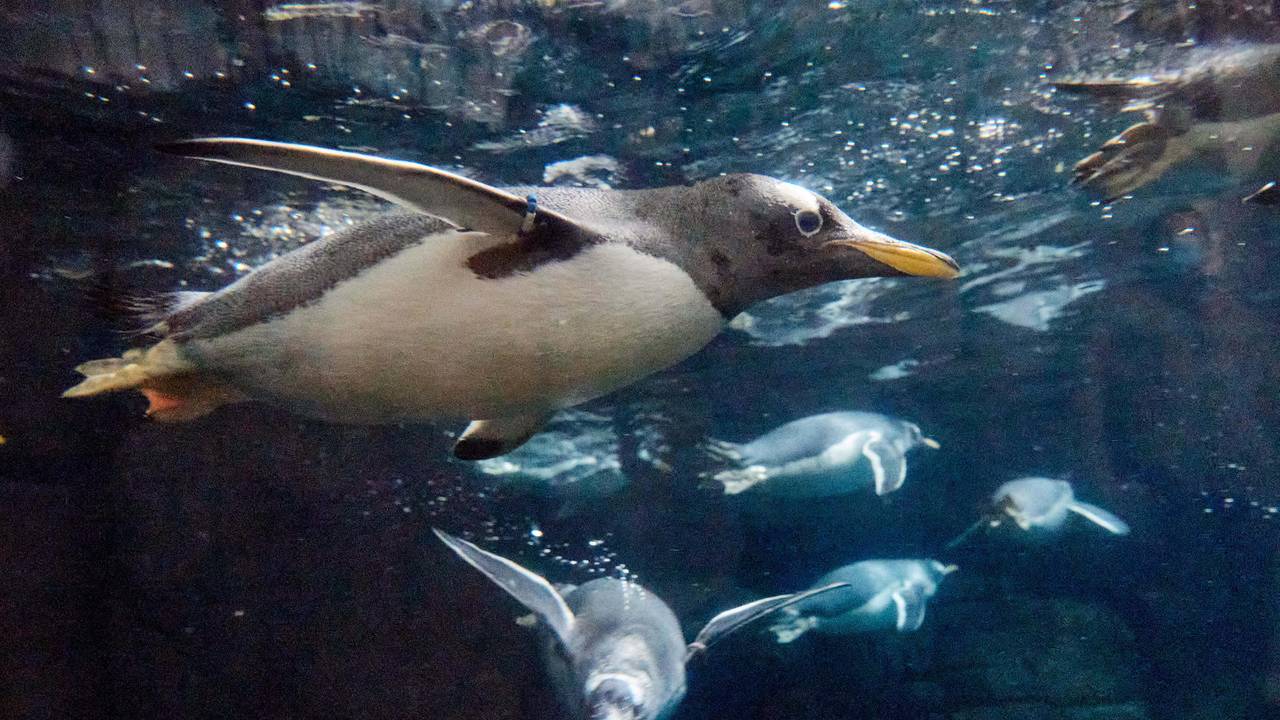Eselspinguin_Tierpark_Hagenbeck