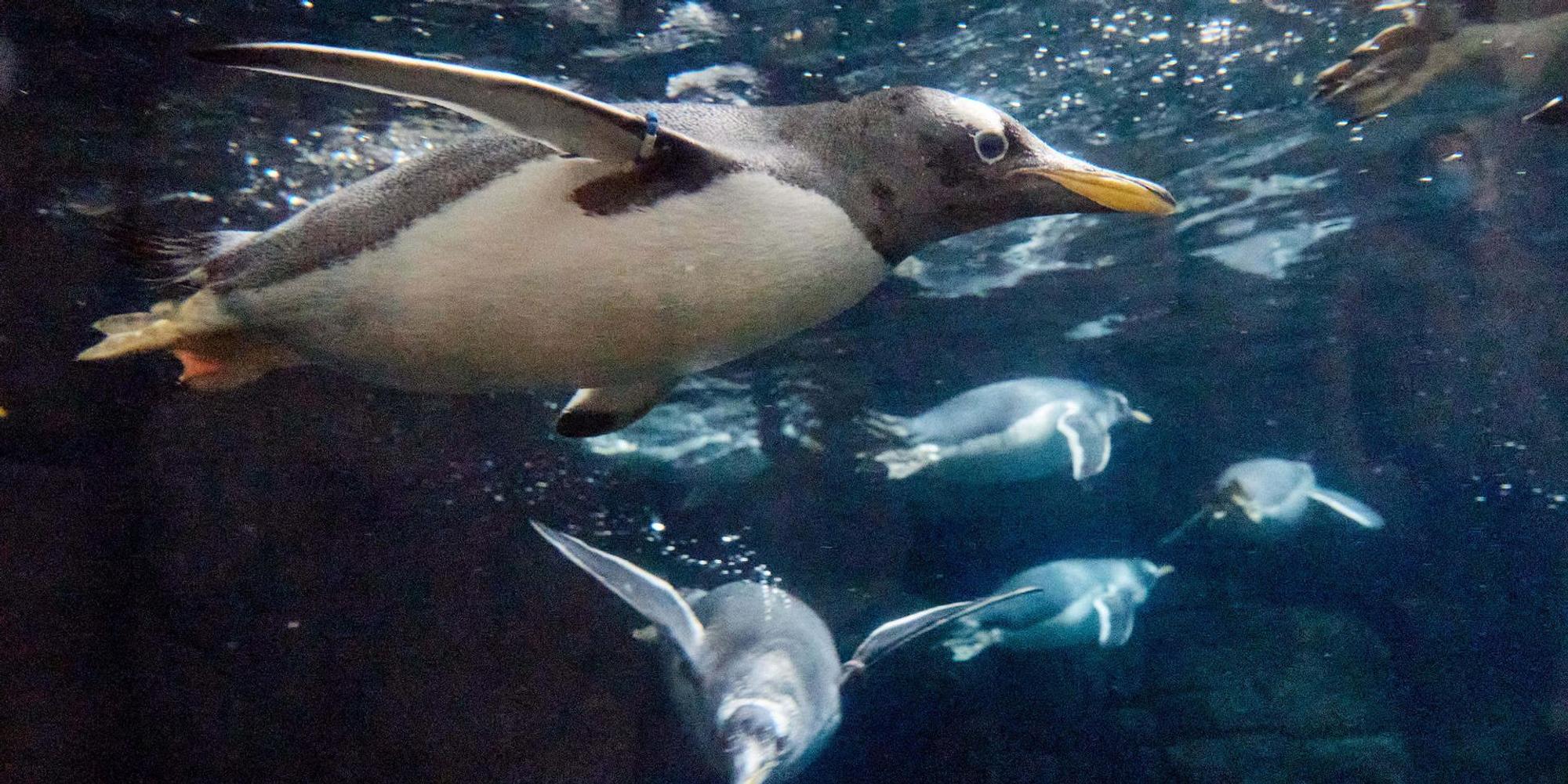 Eselspinguin_Tierpark_Hagenbeck