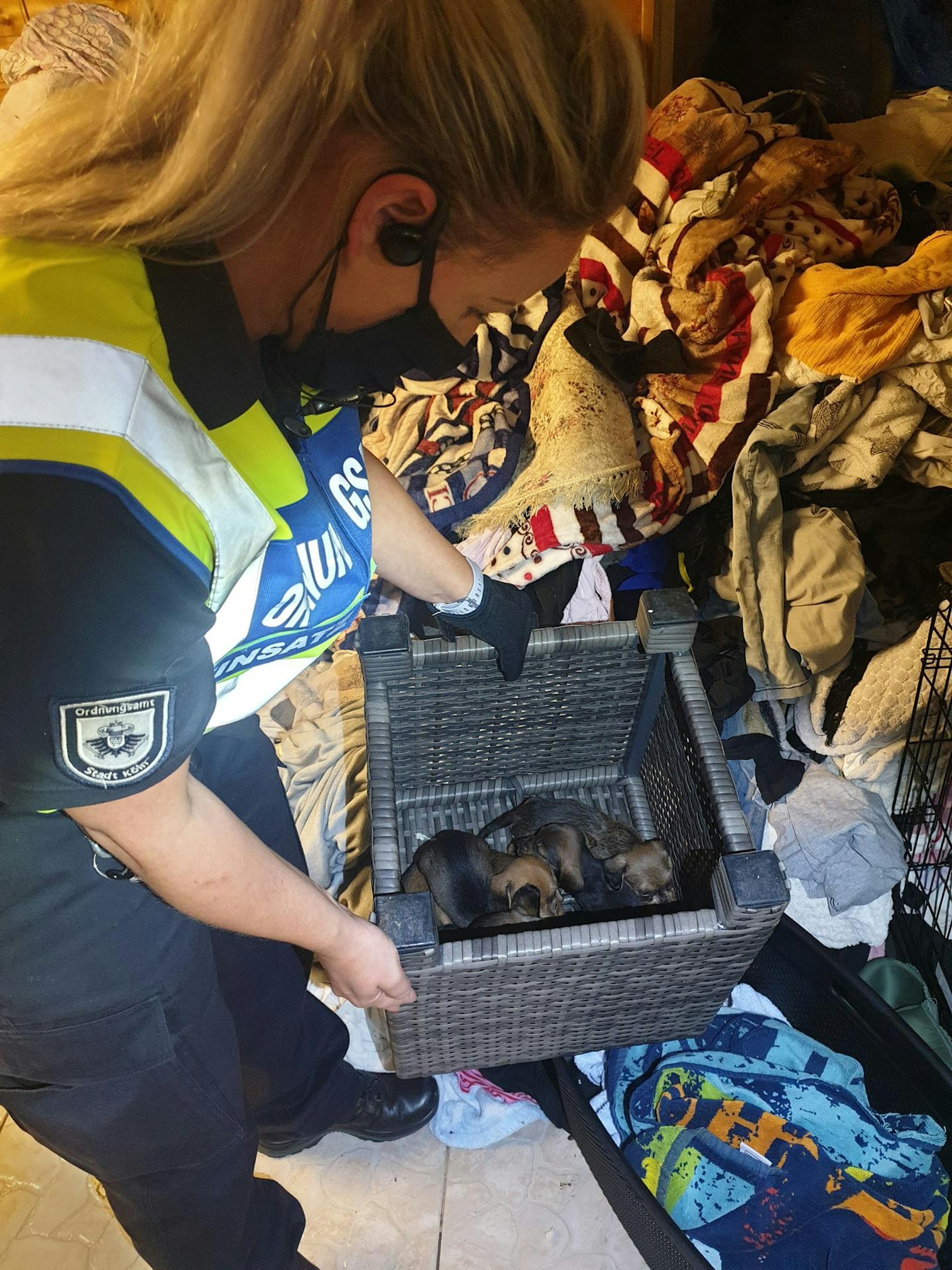 32_FOTO_Dackelwelpen (1)