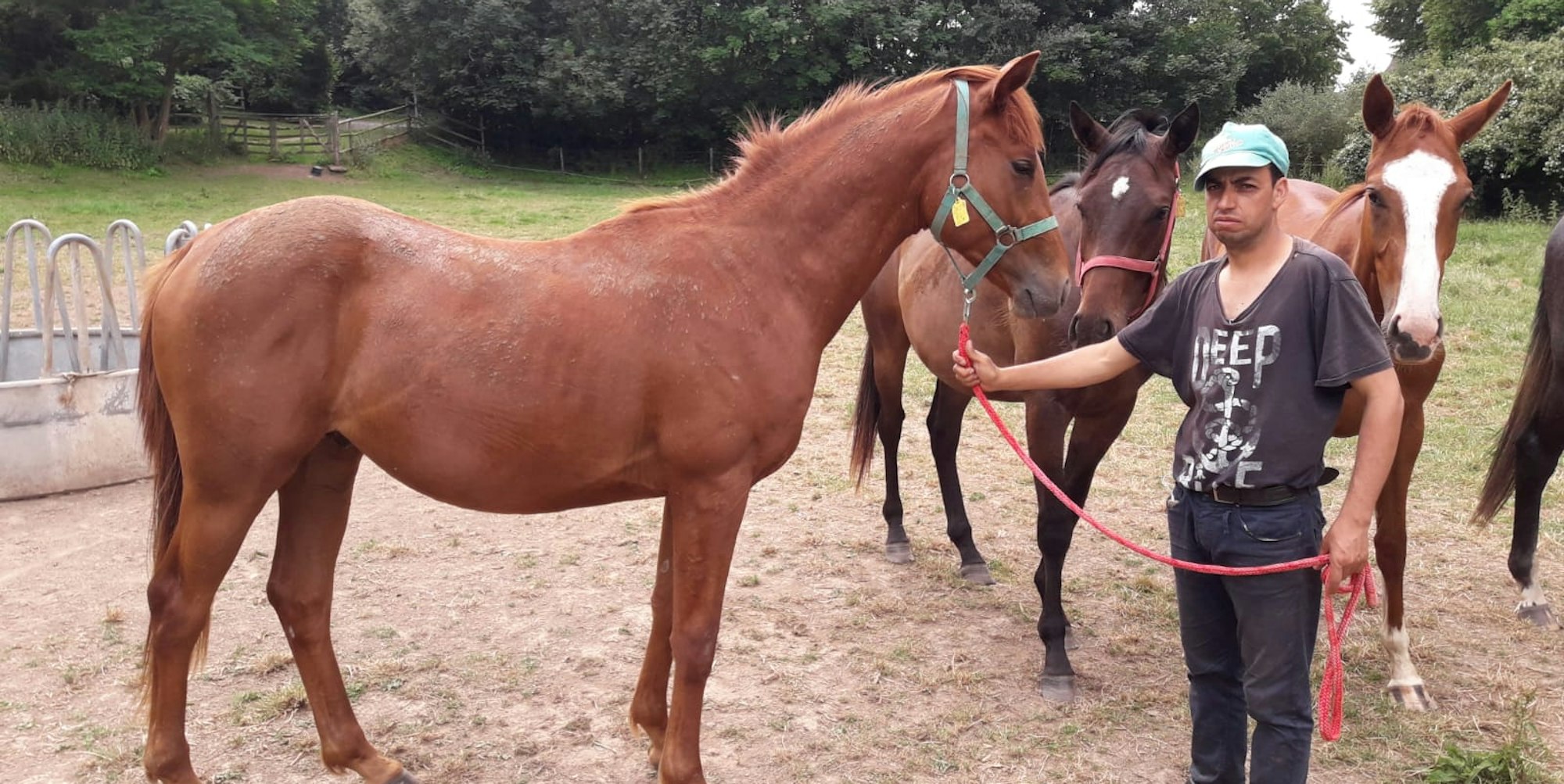 Das Pferd Apitou