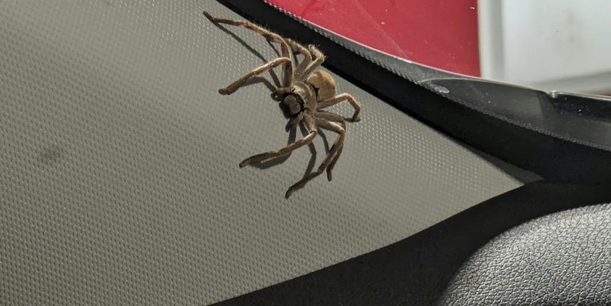 Spinne_Auto_FB_1