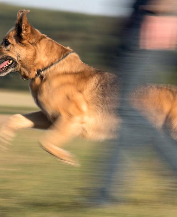 Hund beißt Kind