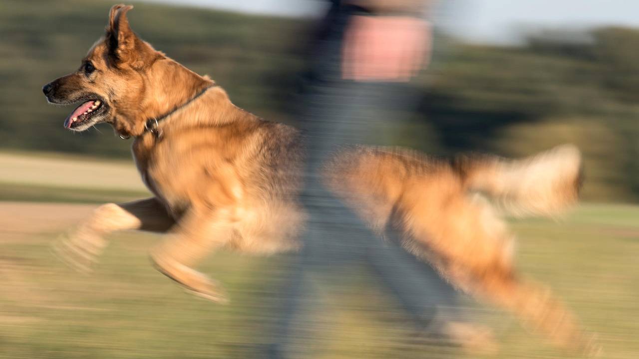 Hund beißt Kind