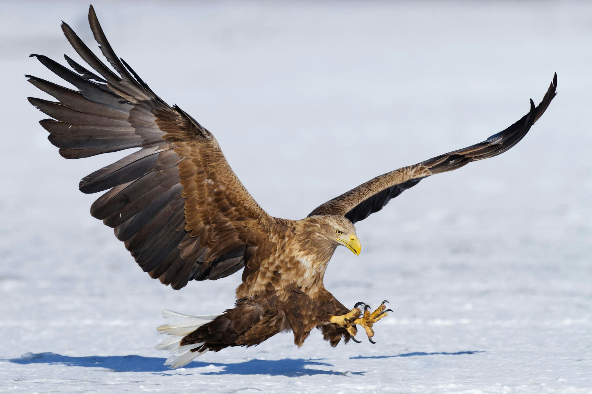 Seeadler_14022020