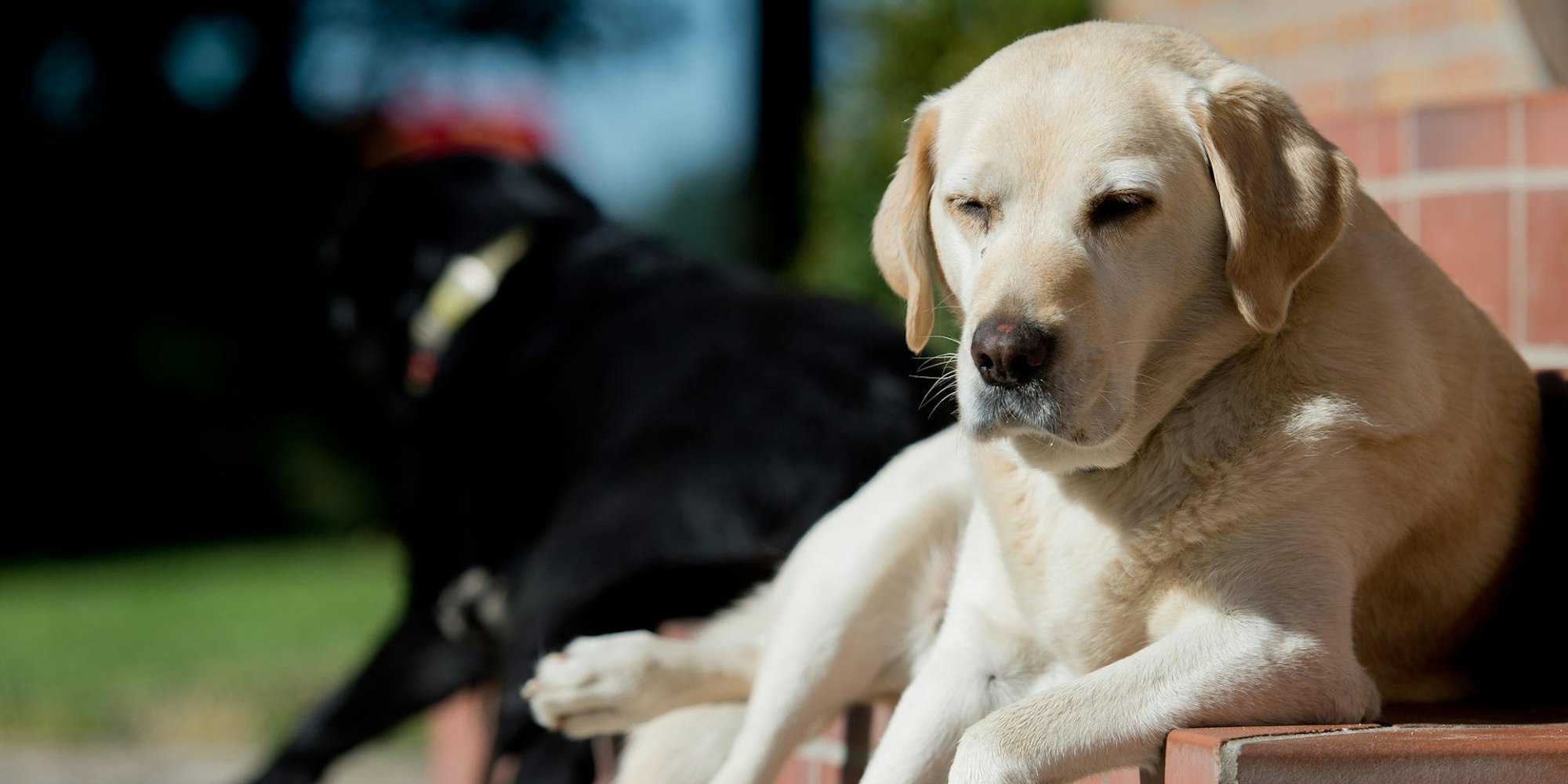 PANO Labrador_051220